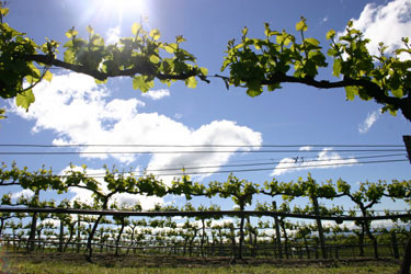 sauvignon blanc de Kim Crawford à Hawke’s Bay, Nouvelle-Zélande